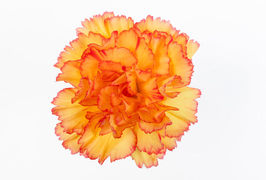 Carnation Fancy Bi Yellow Boiro Luisiana Colombia