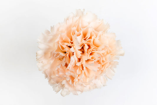 Carnation Fancy Champagne Brut Luisiana Colombia