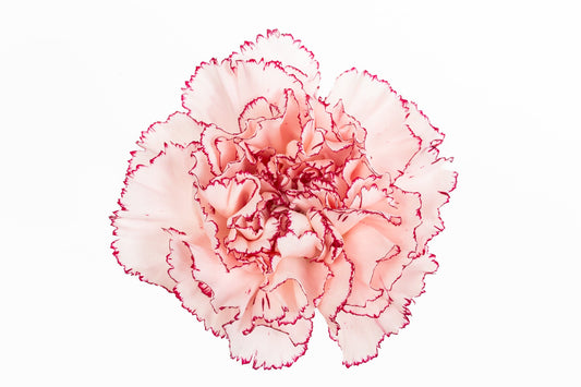 Carnation Fancy Bi Purple Mariposa Luisiana Colombia