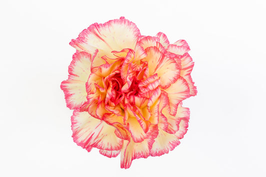 Carnation Fancy Bi-Yellow Spritz Luisiana Colombia