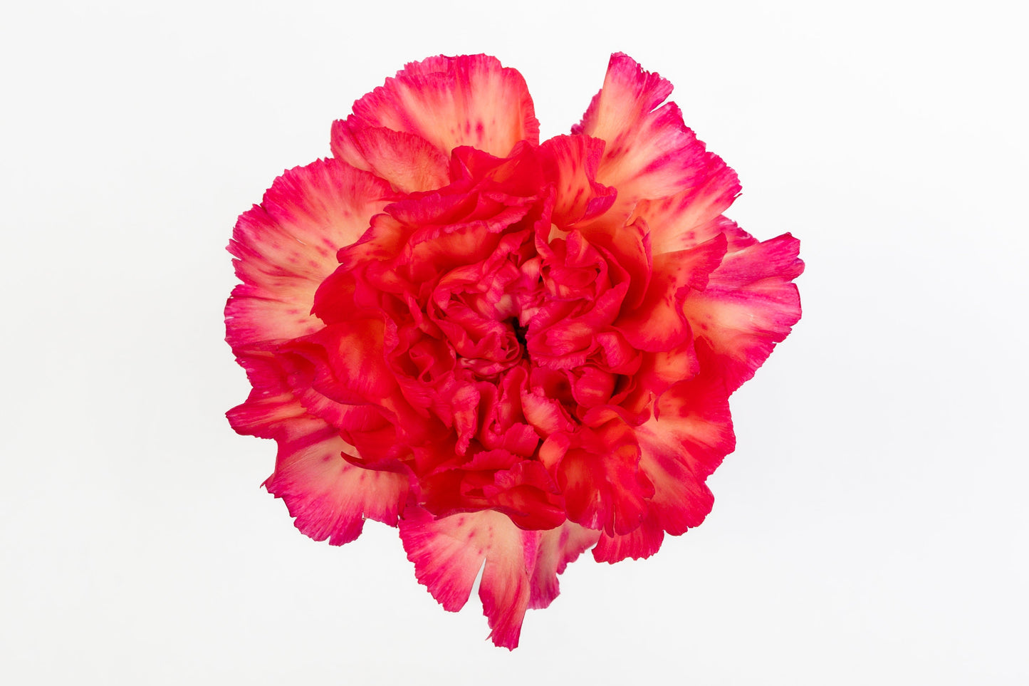 Carnation Fancy Bi-Orange Spritz Sport Luisiana Colombia