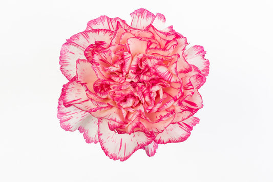 Carnation Fancy Bi-Pink Spritz Blanco Rosa Luisiana Colombia