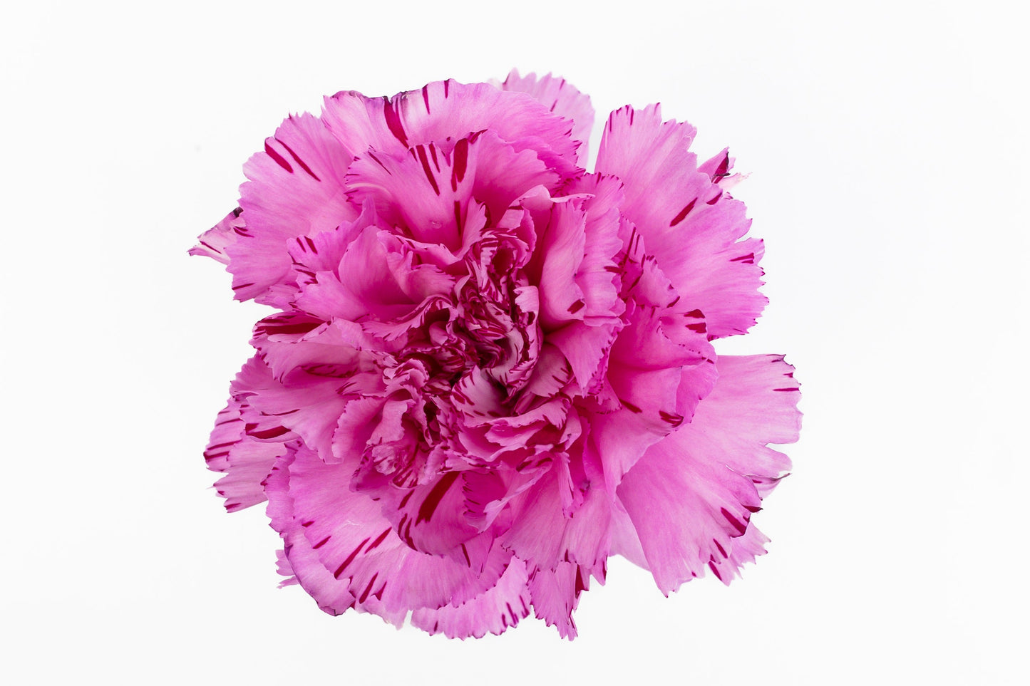 Carnation Fancy Bi Purple Yukari Oscuro Luisiana Colombia
