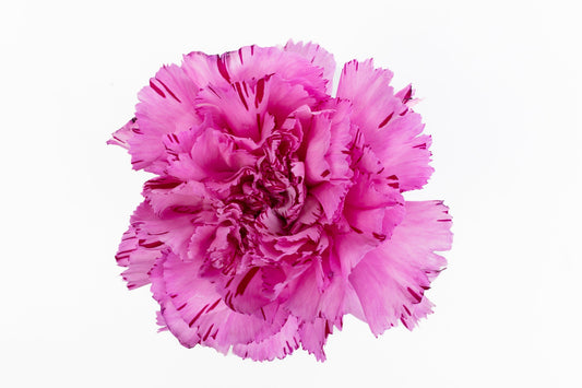 Carnation Fancy Bi Purple Yukari Oscuro Luisiana Colombia