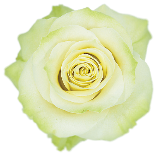 Impressive looking Ecuadorian roses