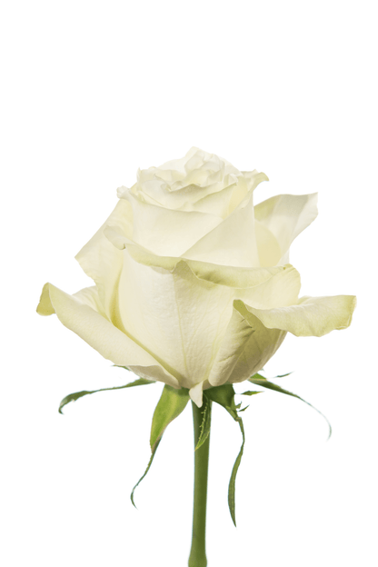 Rose White White Moonstone Royal Flowers