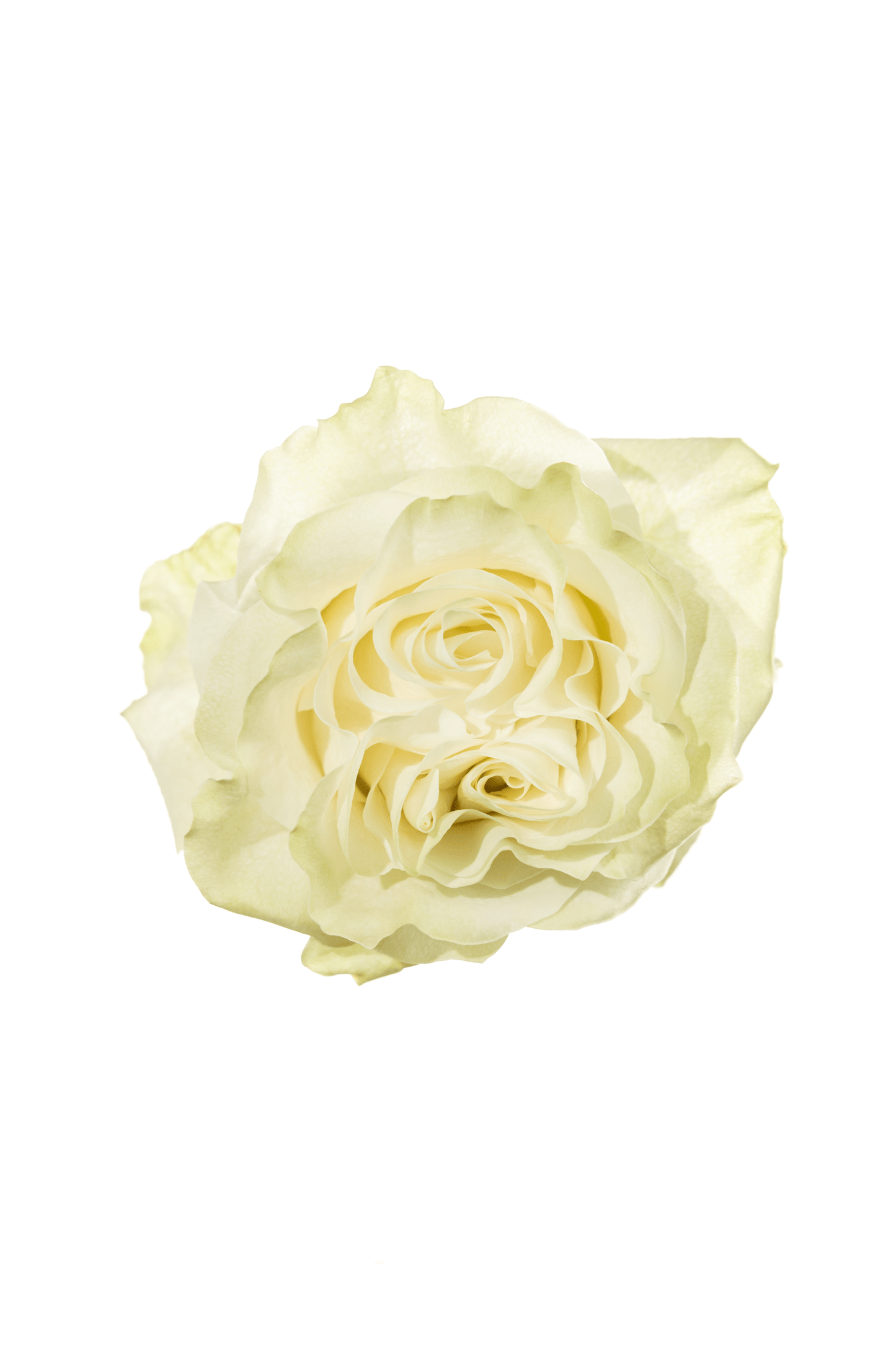 Rose White White Moonstone Royal Flowers