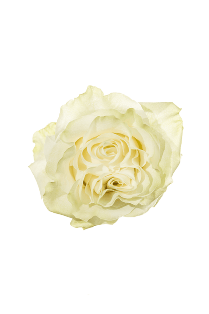 Rose White White Moonstone Royal Flowers