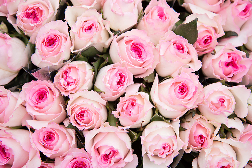 Rose Pink Mandala Natuflor