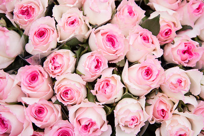 Rose Pink Mandala Natuflor