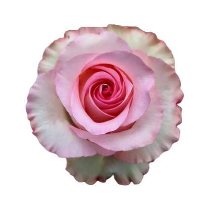 Rose Pink Mandala Natuflor