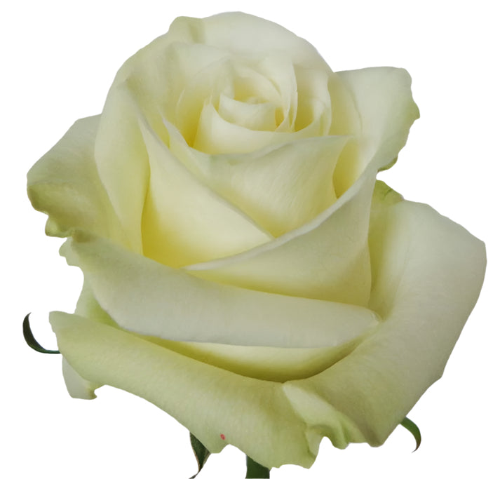Rose White Mondial Natuflor – Sourcing @ MM Flowers