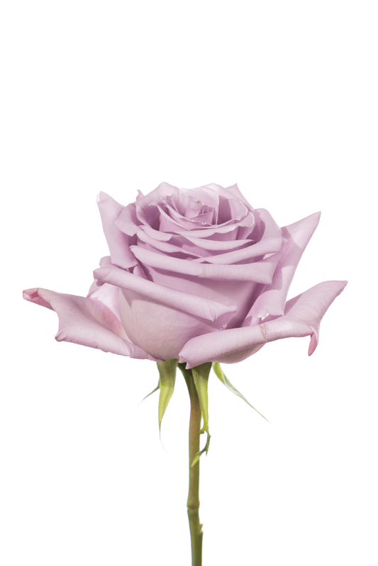 Rose Lavender Ocean Song Royal Flowers