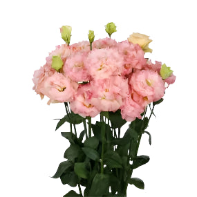 Lisianthus Champagne DFT