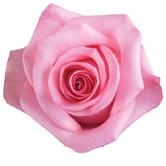 Impressive looking Ecuadorian roses