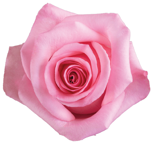 Impressive looking Ecuadorian roses