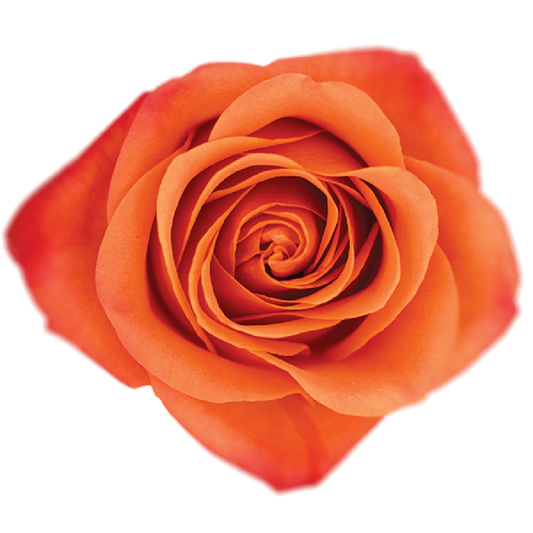 Impressive looking Ecuadorian roses