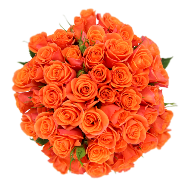 Outstanding Ecuadorian Spray Roses from a specialist Spray Rose farm