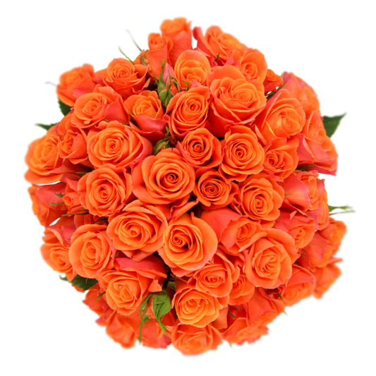 Outstanding Ecuadorian Spray Roses from a specialist Spray Rose farm