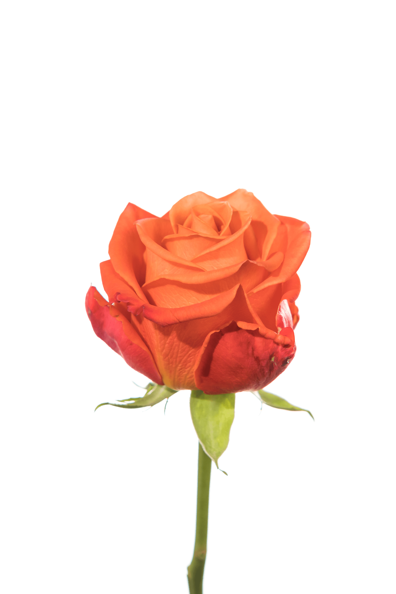 Rose Orange Orange Crush Royal Flowers