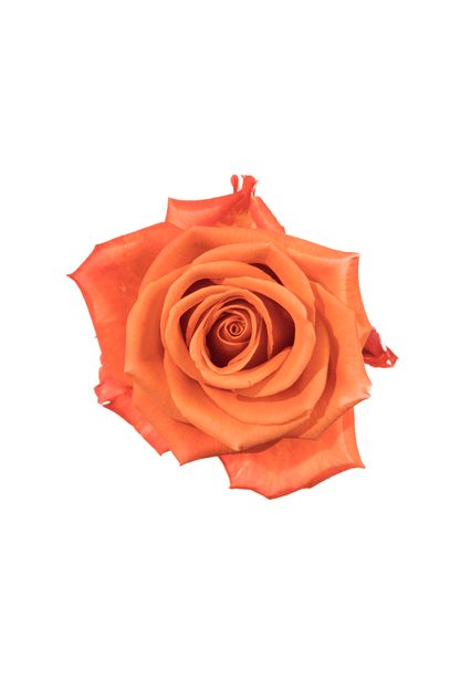 Rose Orange Orange Crush Royal Flowers