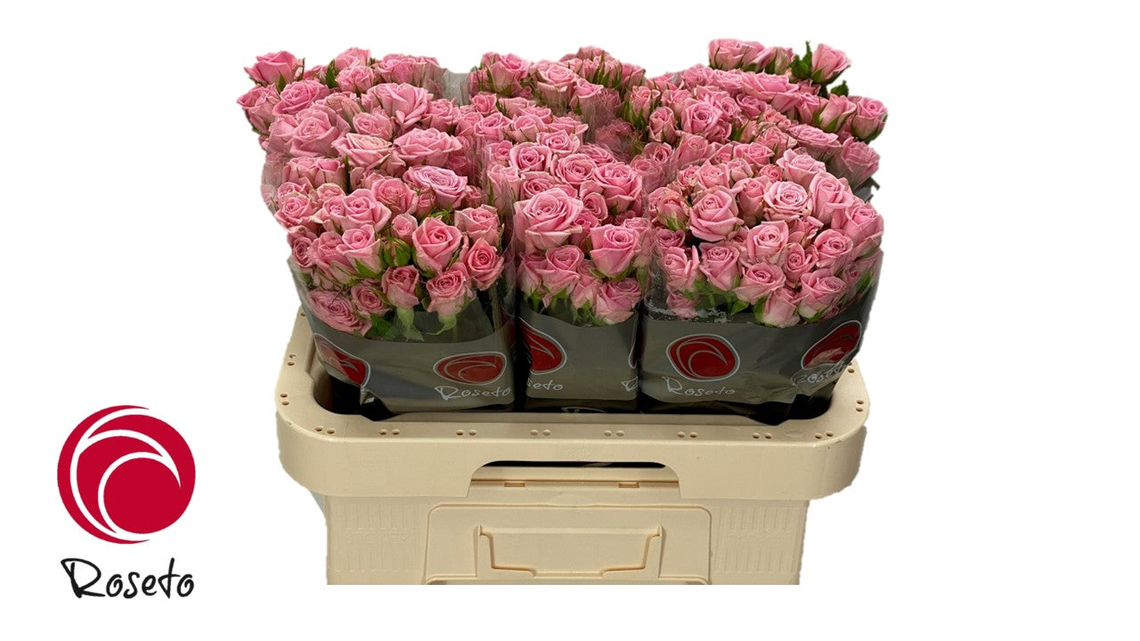 Spray Rose Pink Odilia Roseto