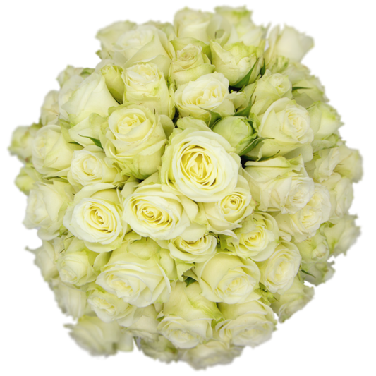 Outstanding Ecuadorian Spray Roses from a specialist Spray Rose farm