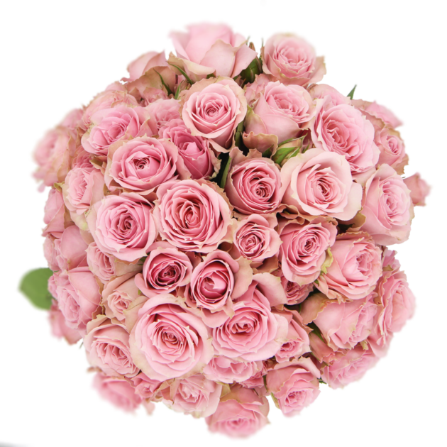 Outstanding Ecuadorian Spray Roses from a specialist Spray Rose farm