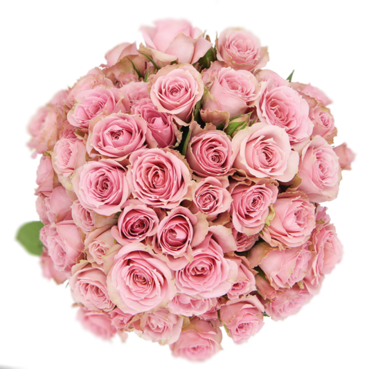 Outstanding Ecuadorian Spray Roses from a specialist Spray Rose farm