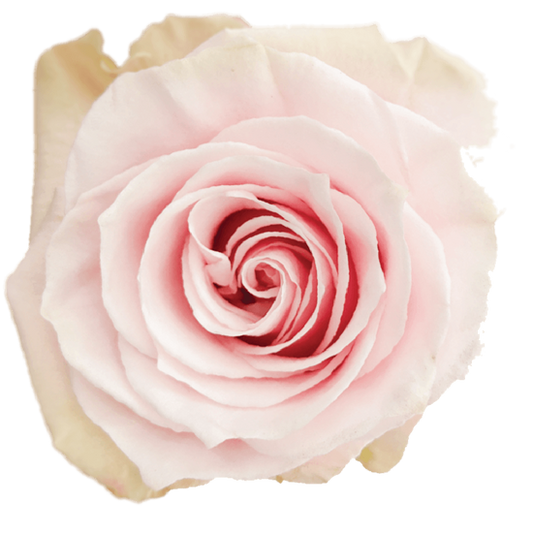 Impressive looking Ecuadorian roses