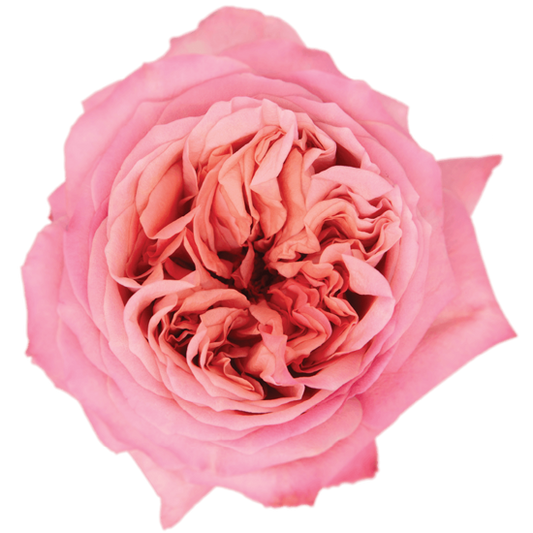 Impressive looking Ecuadorian roses