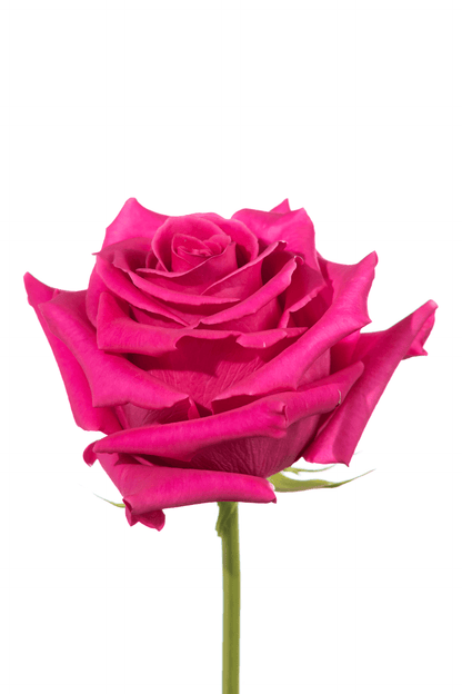 Rose Cerise Pink Floyd Royal Flowers