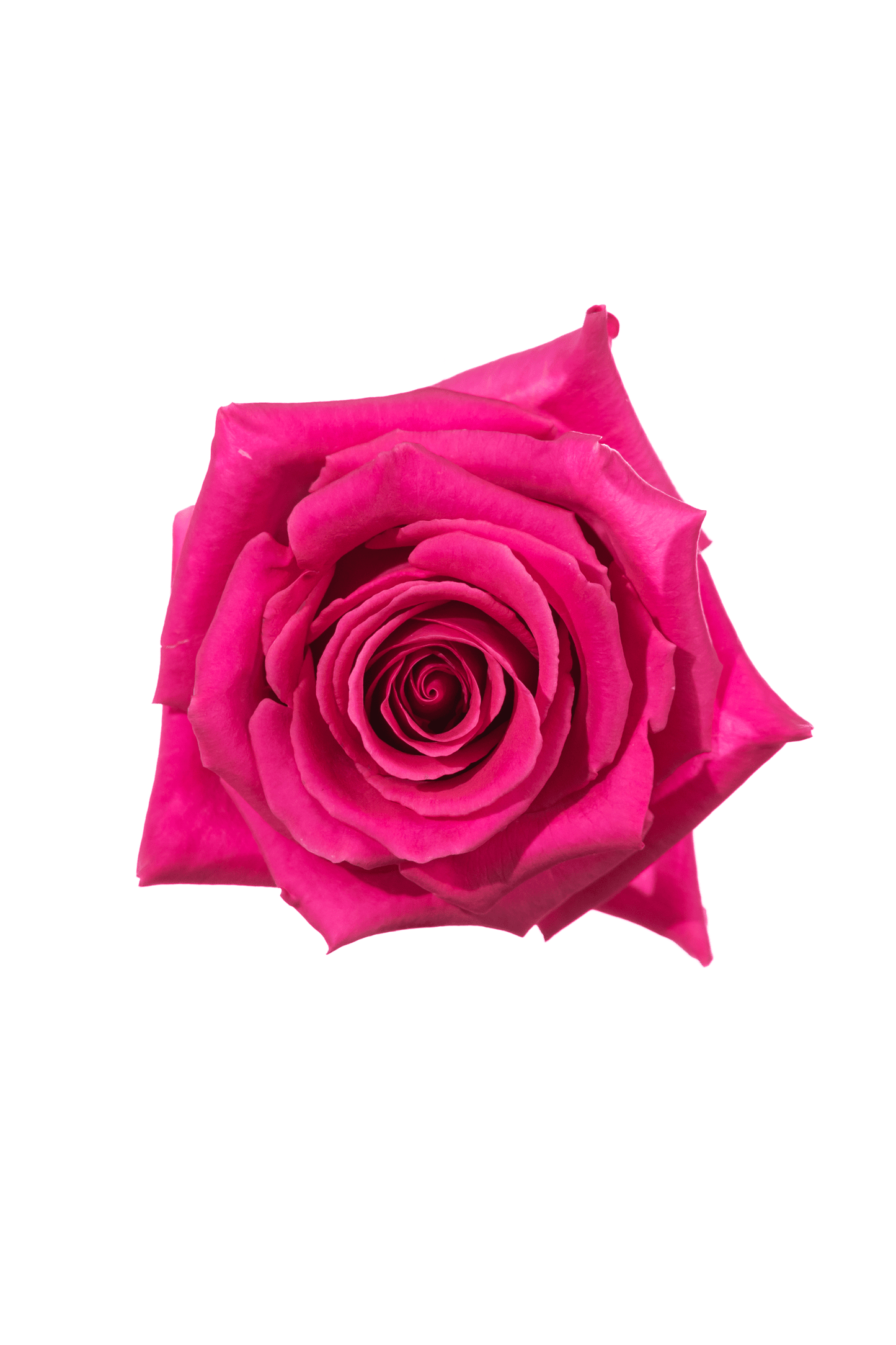 Rose Cerise Pink Floyd Royal Flowers
