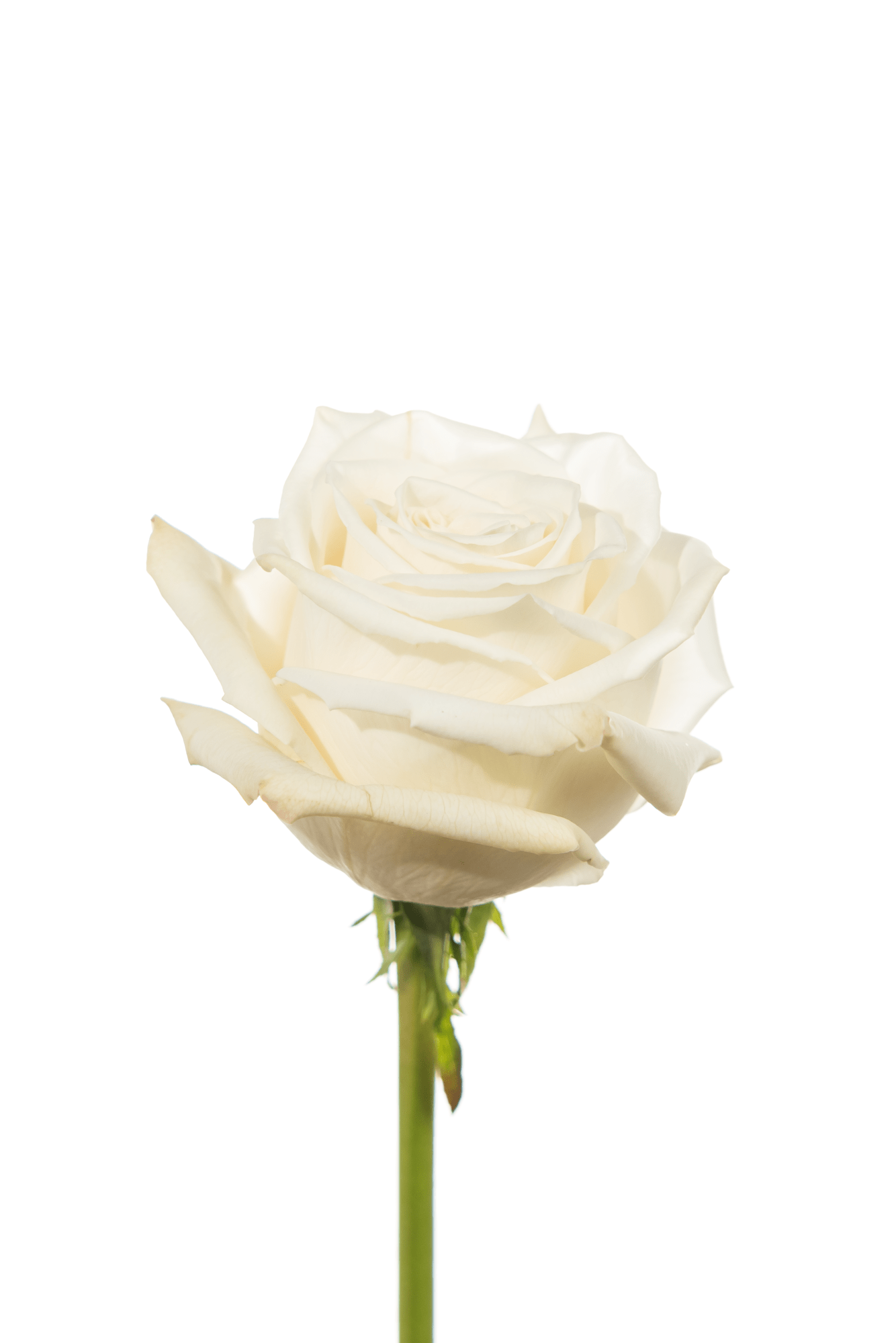 Rose White Playa Blanca Royal Flowers