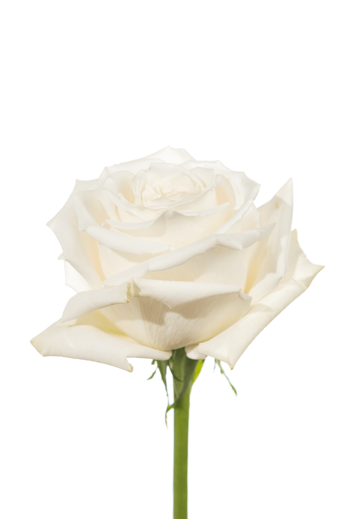 Rose White Playa Blanca Royal Flowers