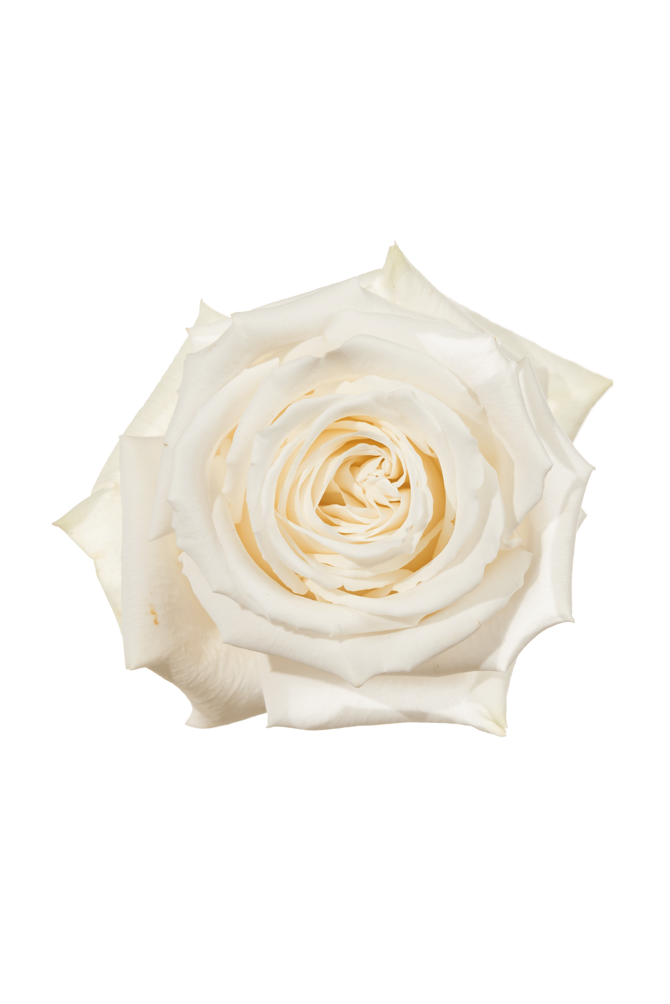 Rose White Playa Blanca Royal Flowers
