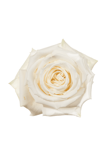 Rose White Playa Blanca Royal Flowers