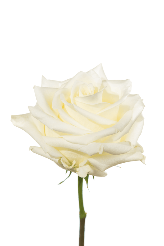 Rose White Polar Star Royal Flowers