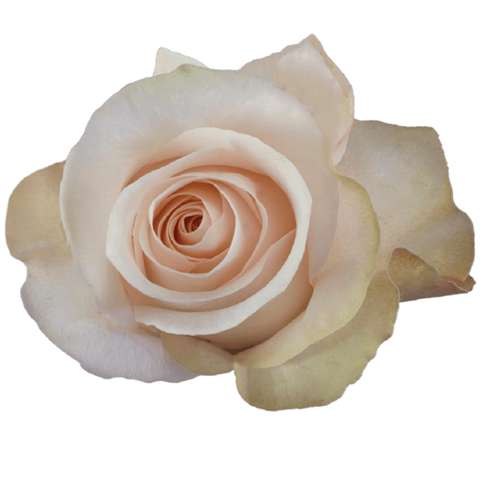 Impressive looking Ecuadorian roses