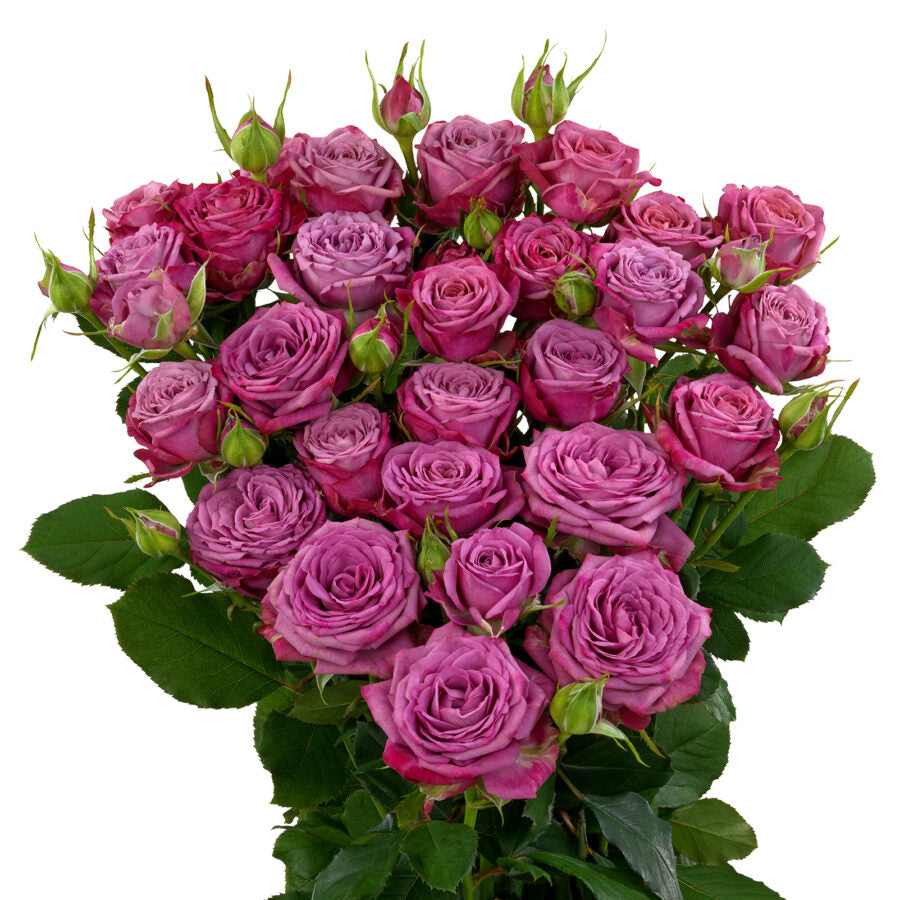 Impressive Kenyan Spray Roses 