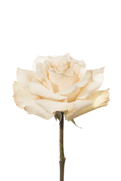 Rose Neutral Quicksand Royal Flowers
