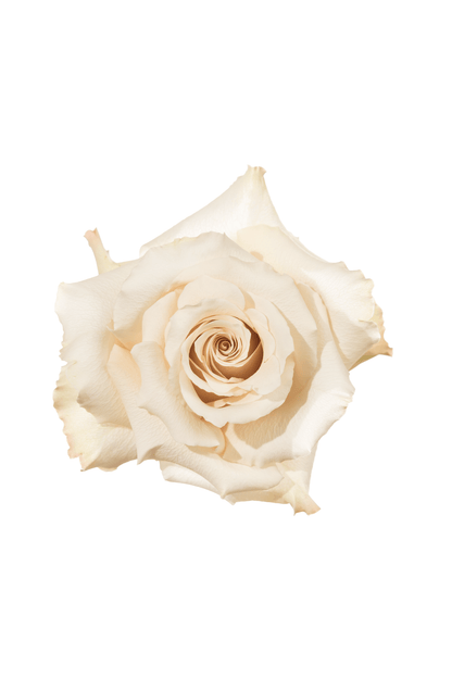 Rose Neutral Quicksand Royal Flowers