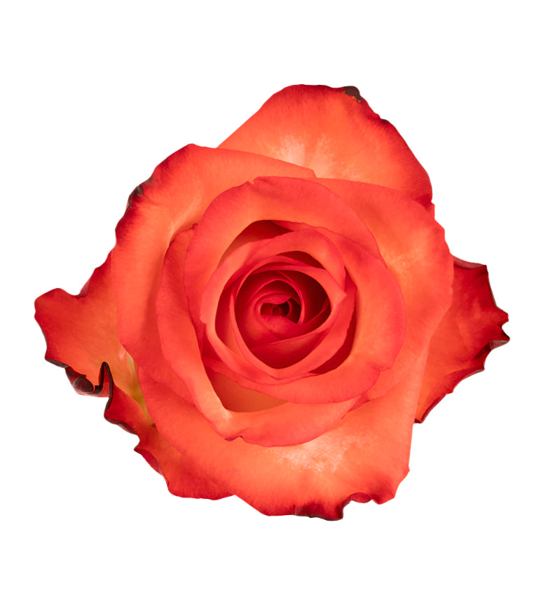 Impressive looking Ecuadorian roses
