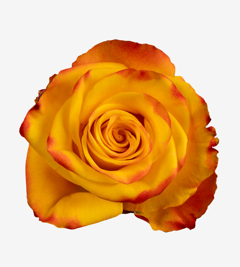 Rose Yellow Bi High & Yellow Magic Wayuu Colombia
