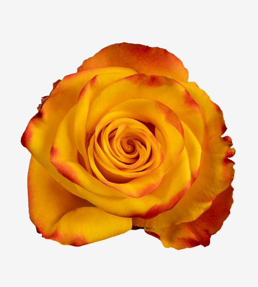 Rose Yellow Bi High & Yellow Magic Wayuu Colombia
