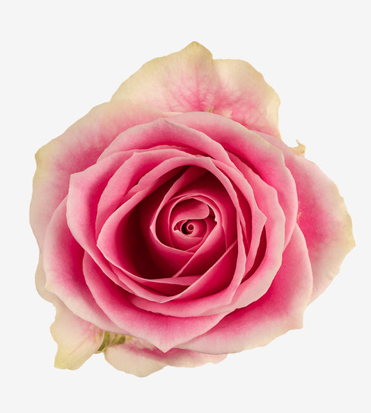 Rose Pink Rosita Vendela Wayuu Colombia