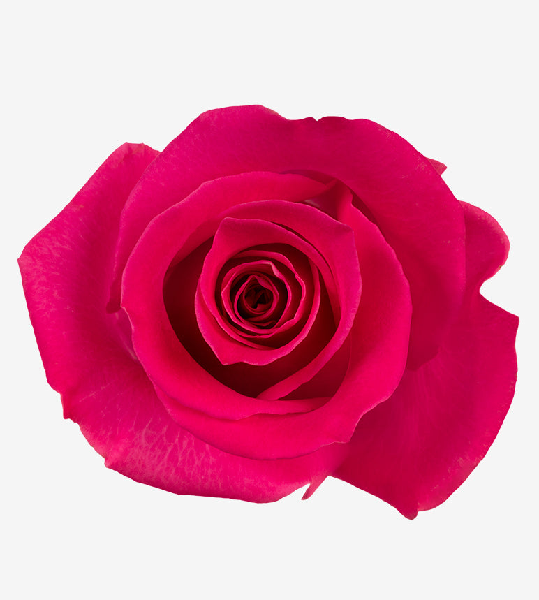 Rose Cerise Topaz Wayuu Colombia