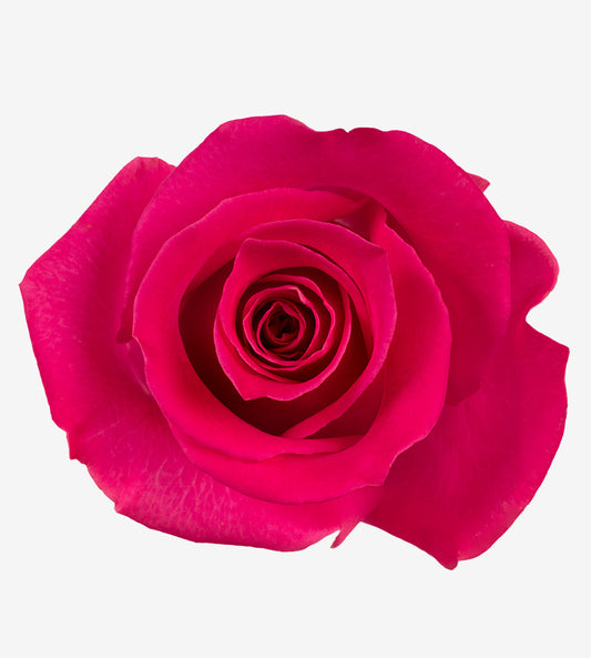 Rose Cerise Topaz Wayuu Colombia