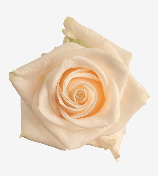 Rose Cream Vendela Wayuu Colombia