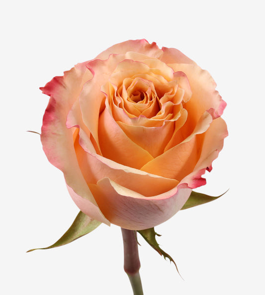 Rose Peach Carpe Diem Wayuu Colombia